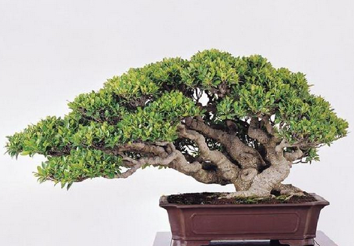 广州林锦波花场