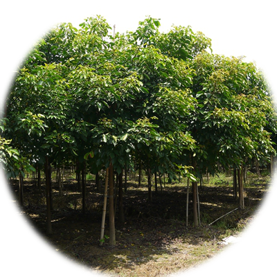   东莞九龙花木场