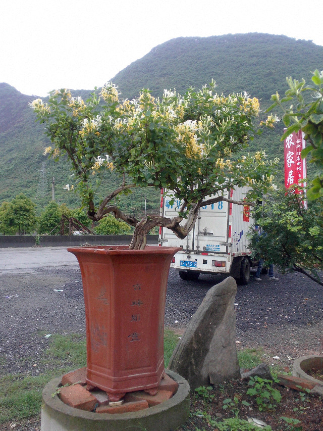 金银花园艺盆景苗木场