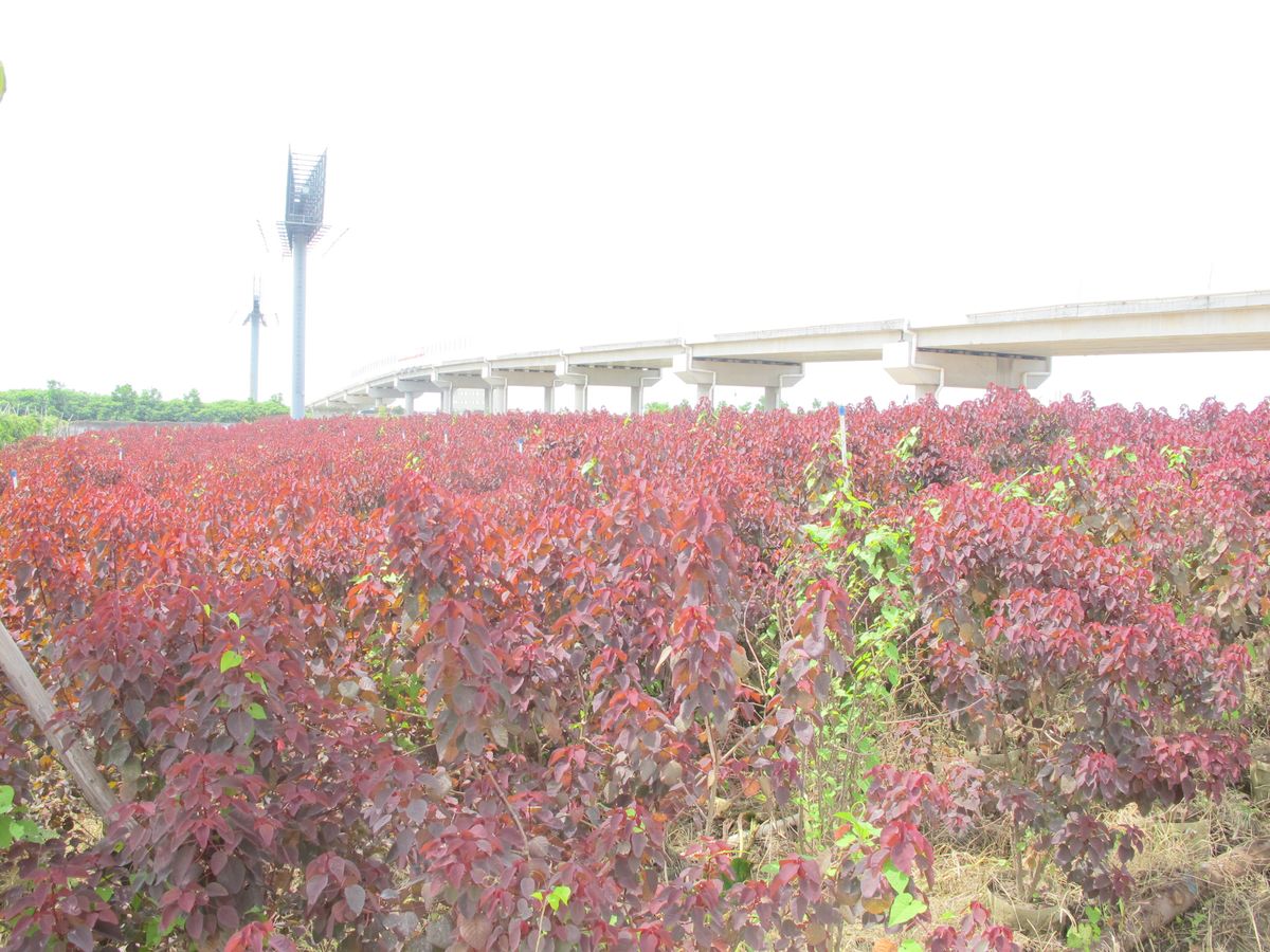 中山市永明花木场