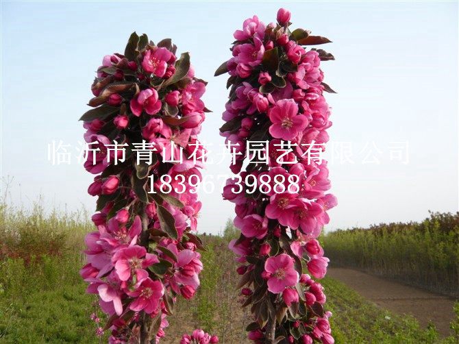 临沂市青山花卉园艺有限公司