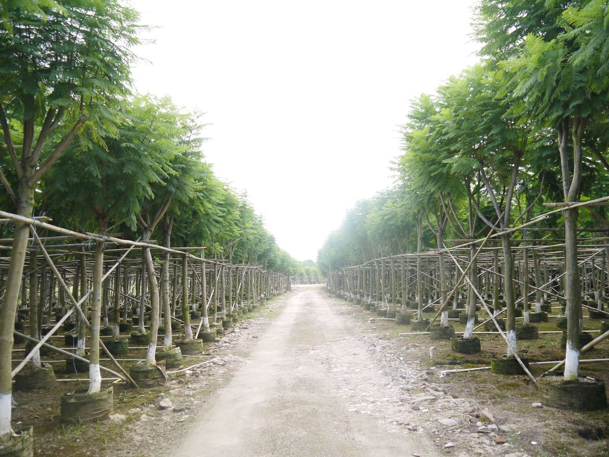 中山市华美园林