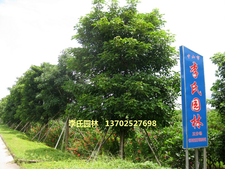 广东省中山市李氏园林花木场
