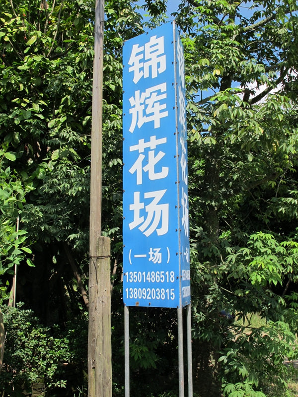 番禺钟村锦辉花木场