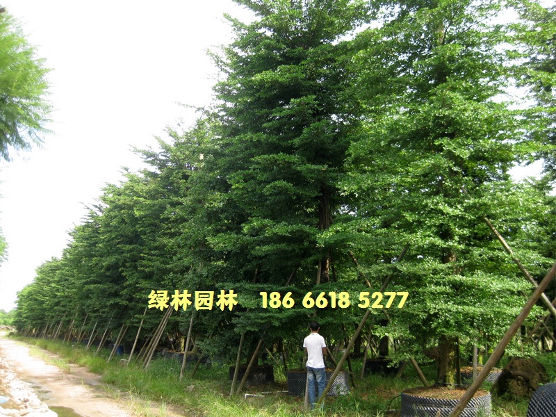 中山市绿林园林（细叶榄仁场）
