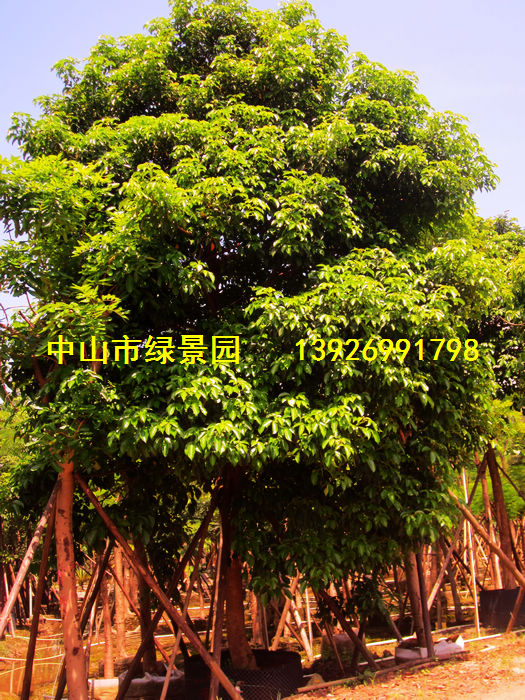 中山市绿景园花木种植场