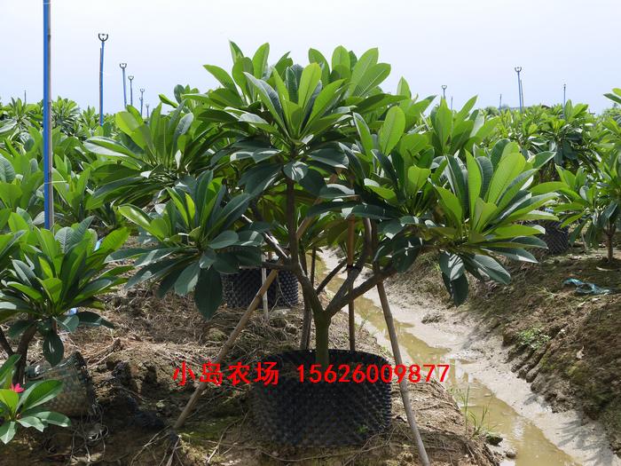 广州市番禺区石基小岛农场