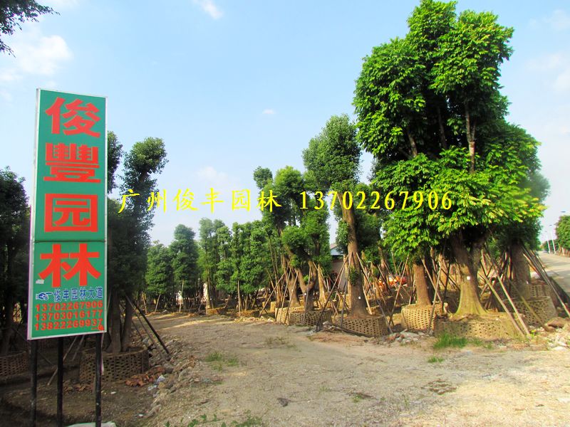 广州市俊丰园林