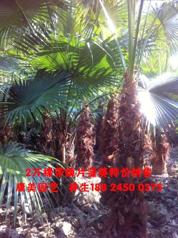 中山市横栏镇康美园艺