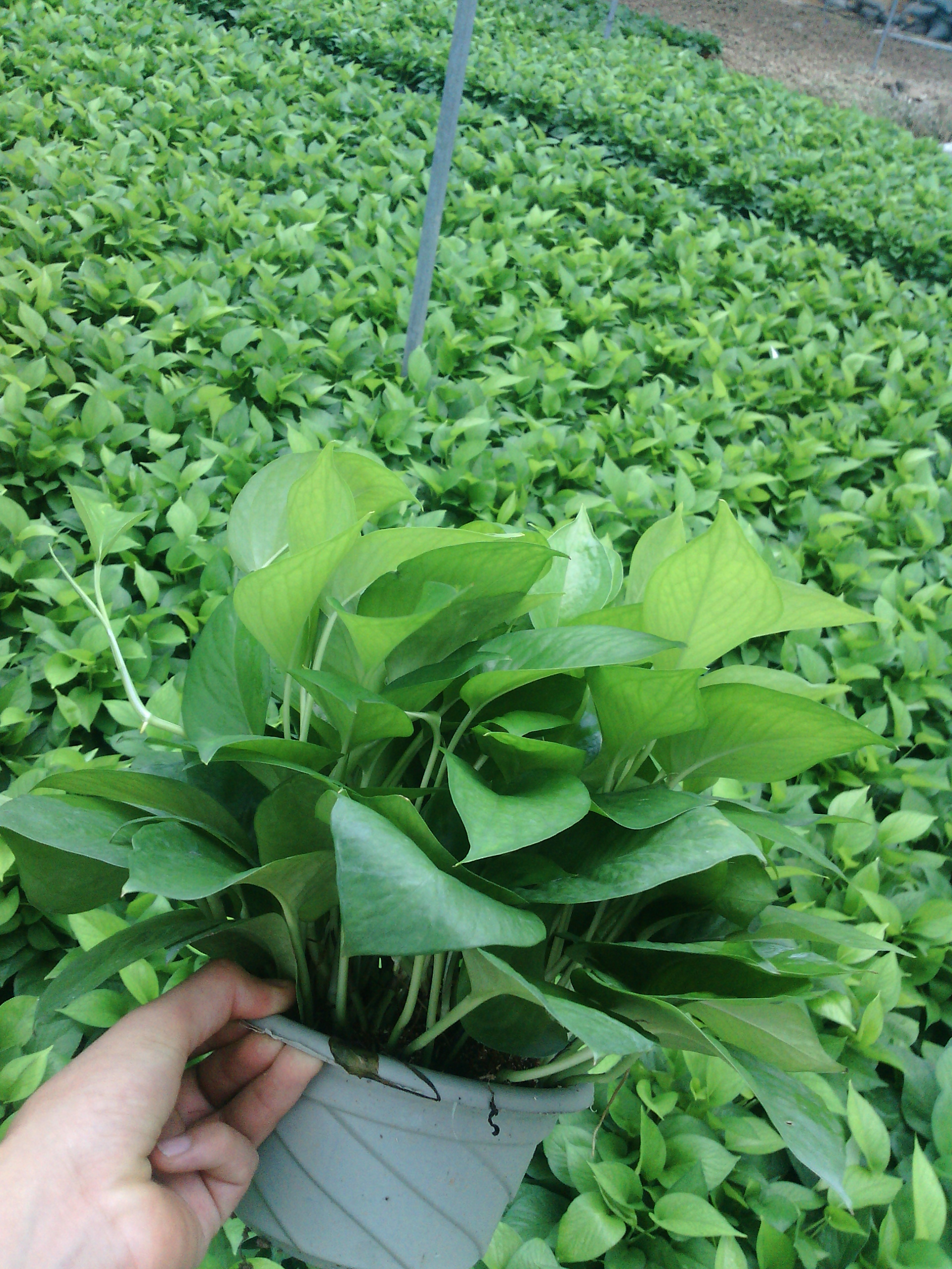 绿萝世界有限公司