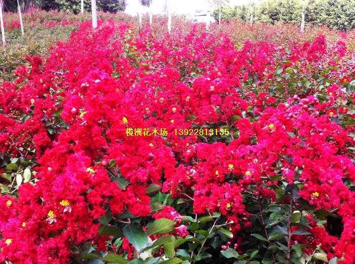 肇庆市高要金利镇榄洲花木场