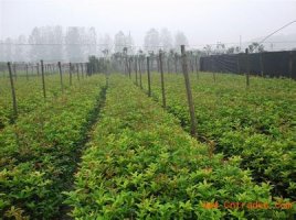 贵州省余庆县桂花专业合作社