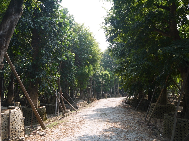 广州市番禺区越晖园艺场