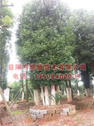 益阳市绿茵苗木有限公司