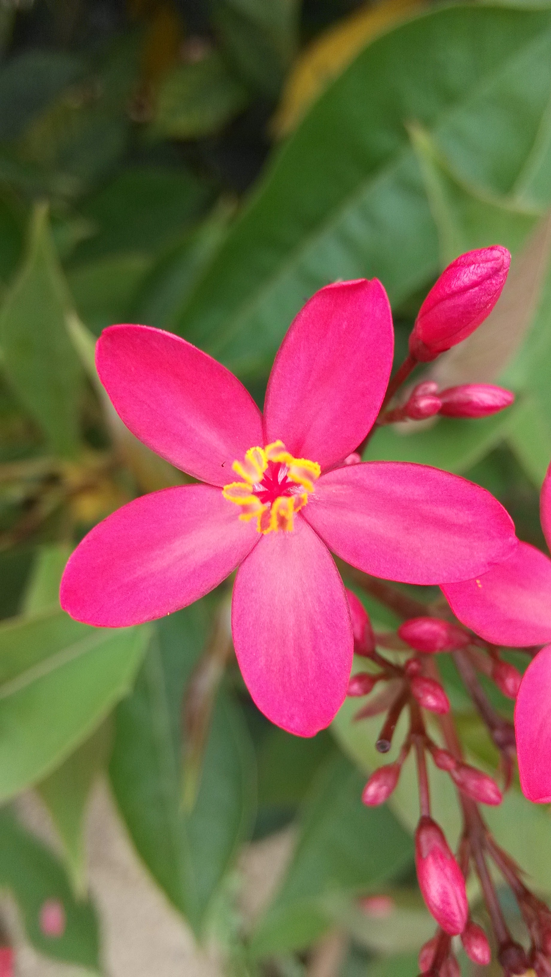华丰花木场