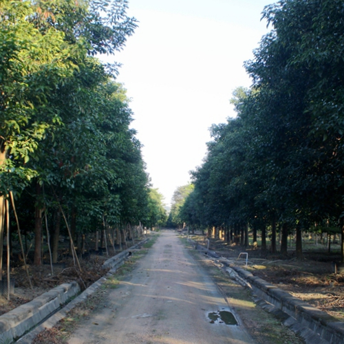        于兴园林绿化有限公司