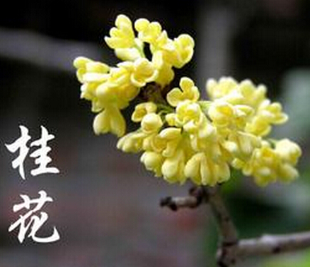 广西桂林飞来石花木场