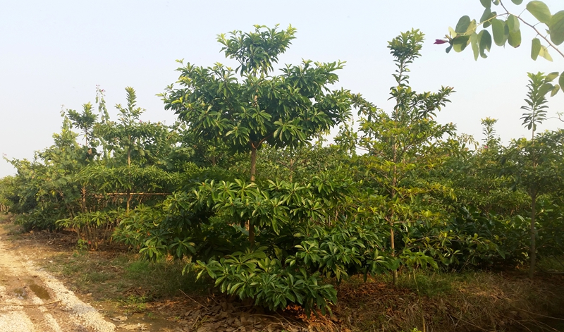 斗门区莲洲镇湘香苗木