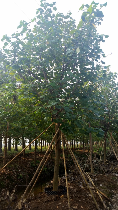 斗门区莲洲镇罗生园艺场