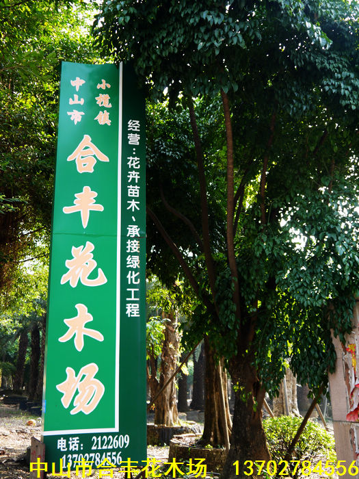 中山市合丰花木场