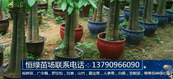 湛江市麻章区恒绿苗场