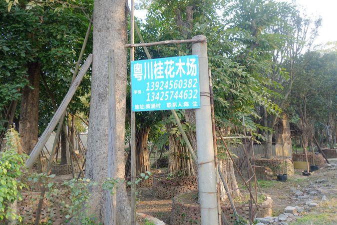 佛山粤川桂花木场