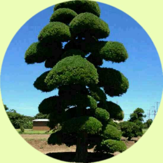 福华花木场
