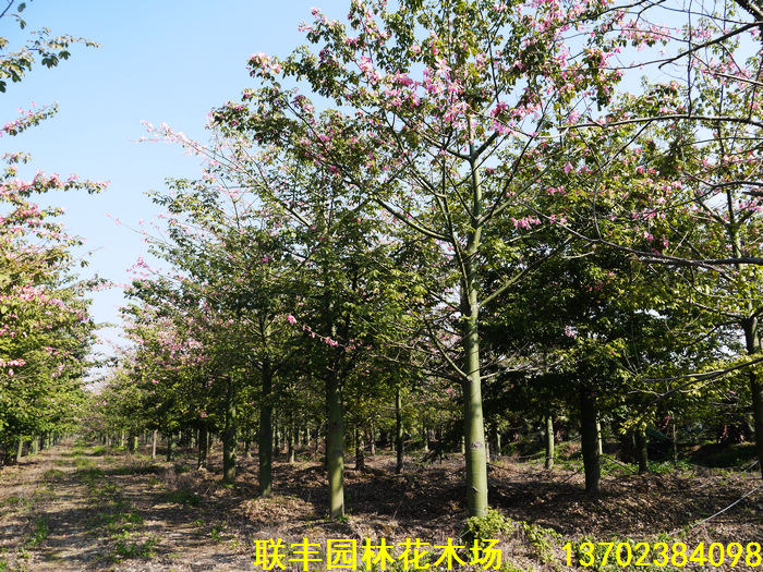 中山市联丰园林花木场