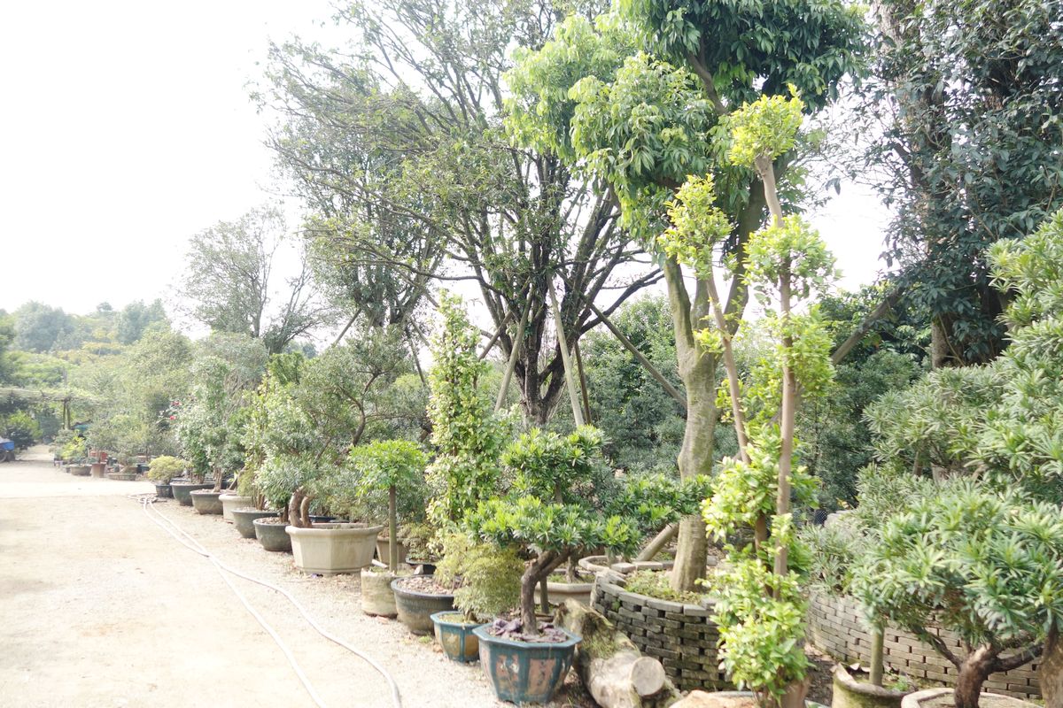 广州市自然美花木场