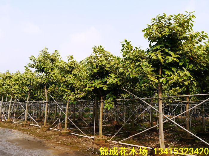 中山市锦成花木场