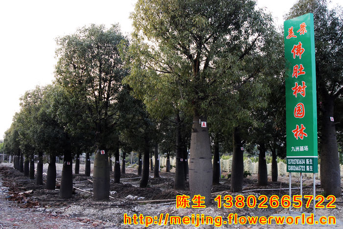 中山市美景佛肚树 细叶榕园林