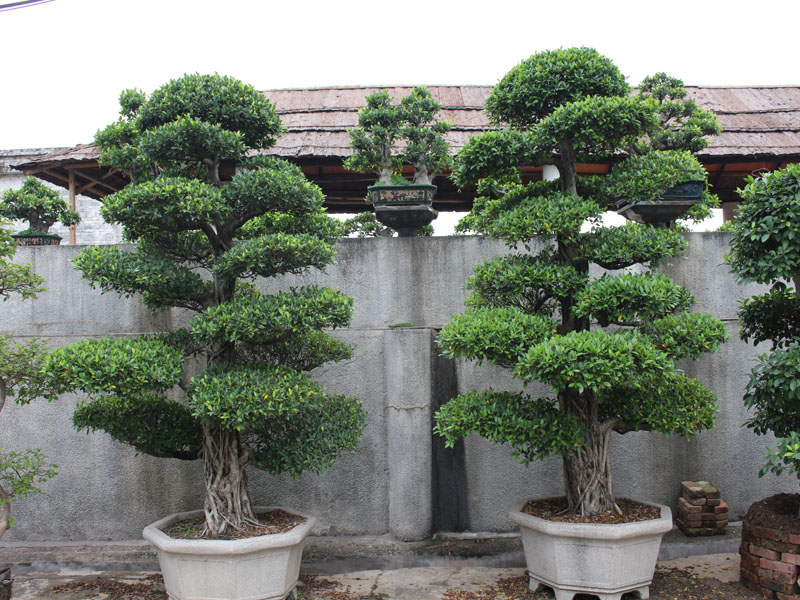 佛山市顺德区陈村华艺园林
