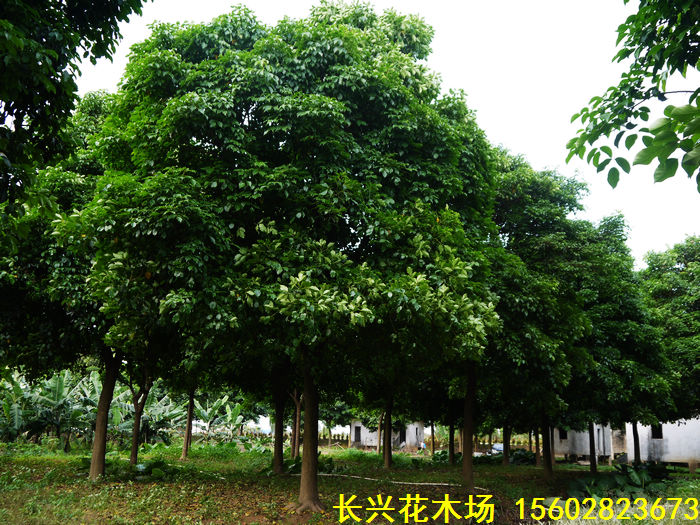 大成伟业花木场