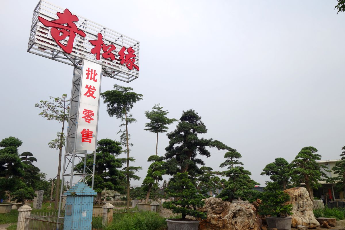 佛山市顺德区陈村奇松缘罗汉松盆景总汇