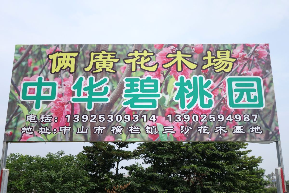 中山市横栏镇俩廣花木场