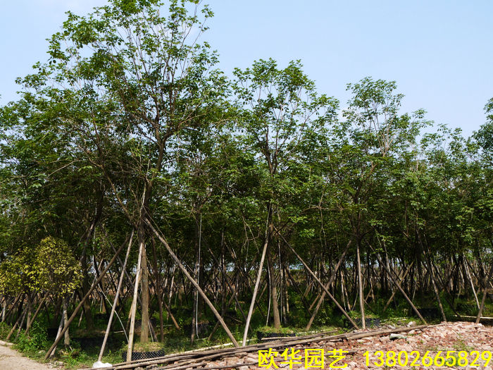 中山市小榄镇欧华园艺场