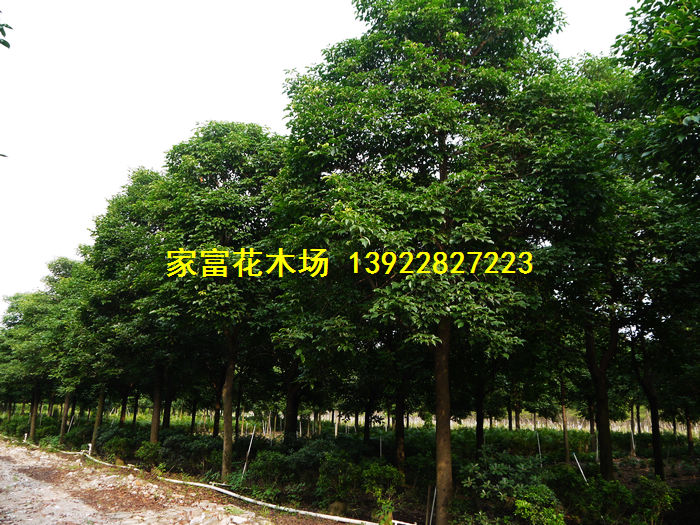 中山市家富花木场