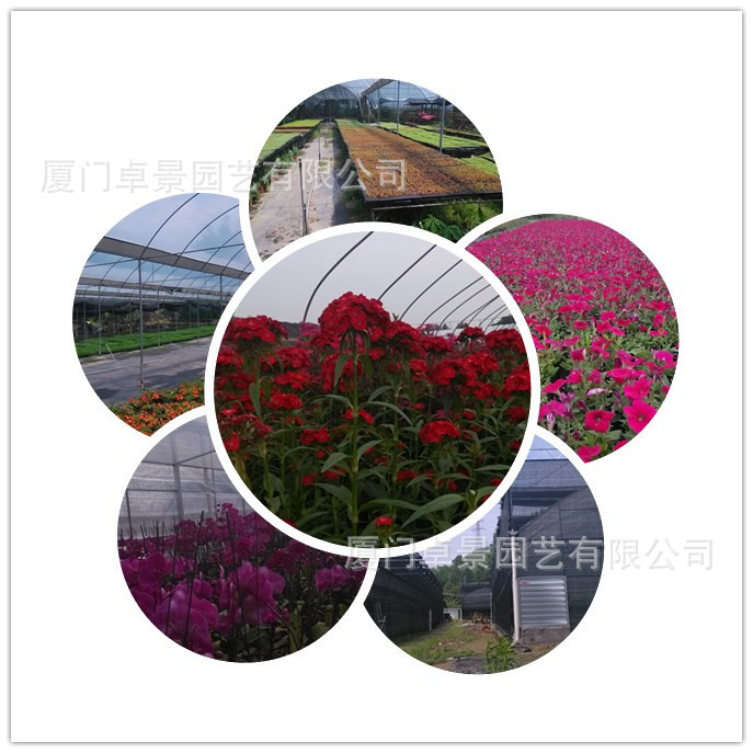 厦门市卓景园艺有限公司