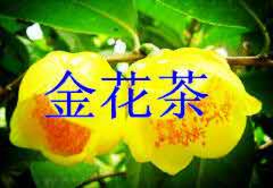 星隆