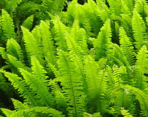 南海排骨草种植场