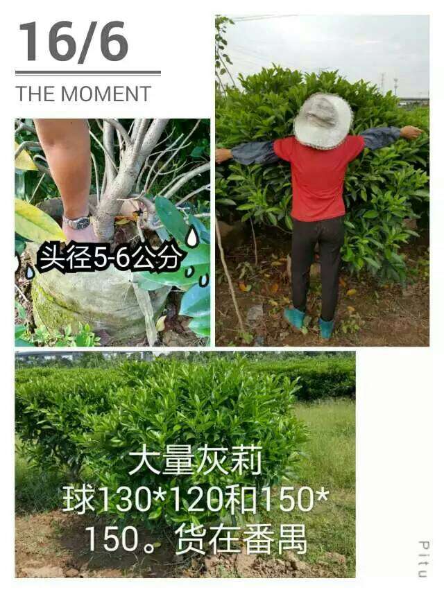 广州市长龙园林工程有限公司