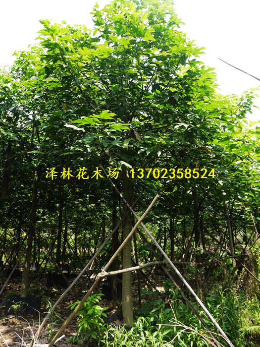 中山市泽林花木场