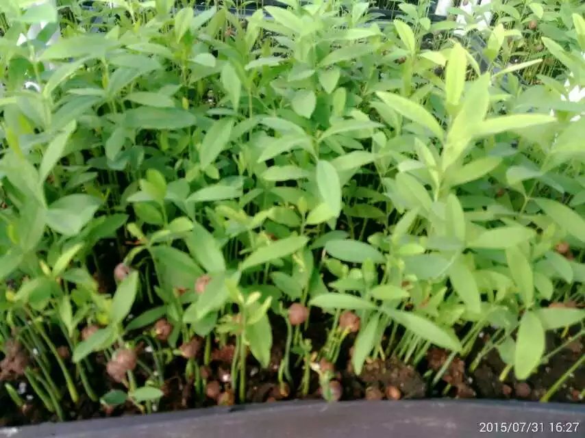 广东农林种苗站