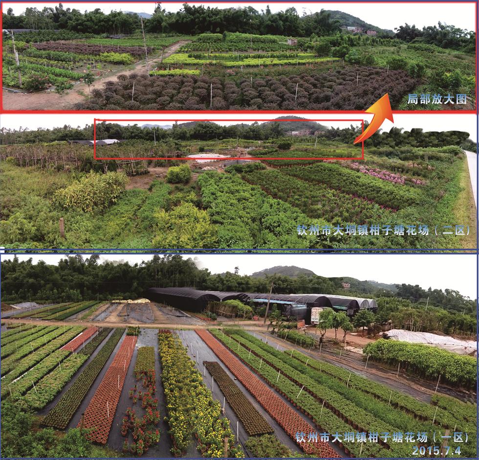 钦州市钦北区大海园艺场