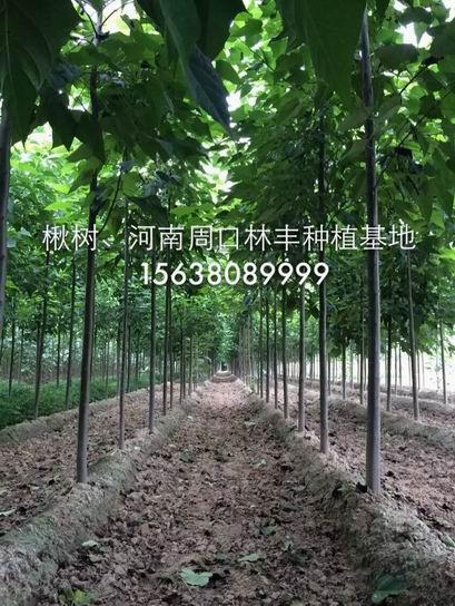 河南周口林丰楸树种植基地