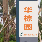 福建漳州马口华棕（老人葵）基地