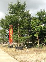 同裕花木场