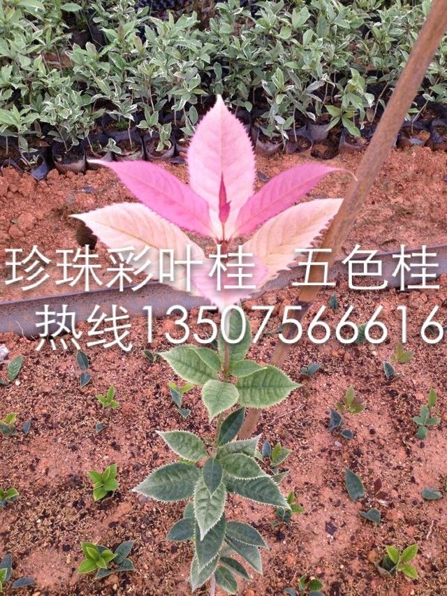 福建红火箭紫薇基地