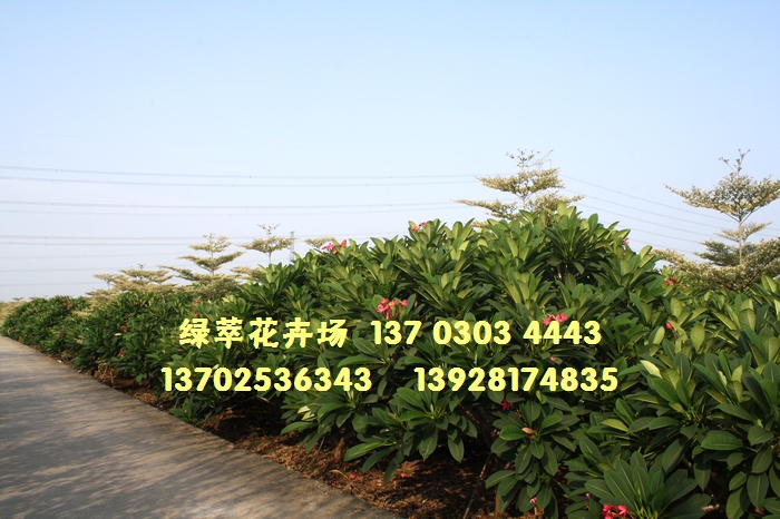 中山市绿萃花卉场