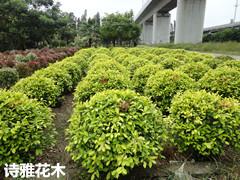 漳浦县诗雅花木专业合作社